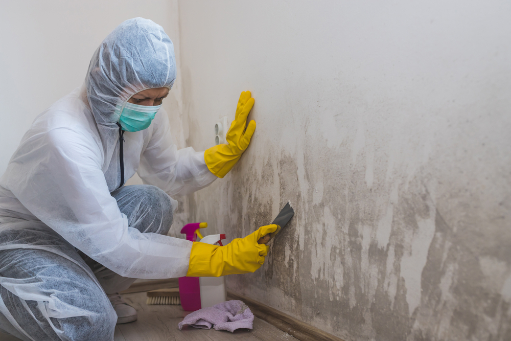 Mold Removal And Cleaning